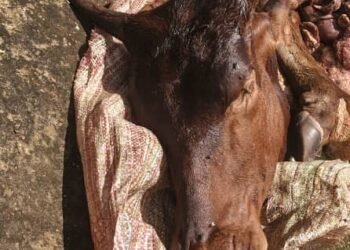 Lola : des éleveurs dénoncent des vols et massacres de bétail, un appel pressant aux autorités