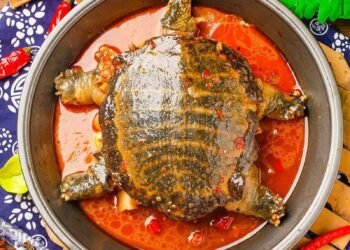 Conakry : l’UCG dénonce la consommation de tortues dans certains restaurants de Kipé